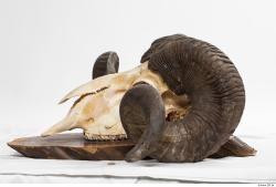 Photo Textures of Mouflon Skull 